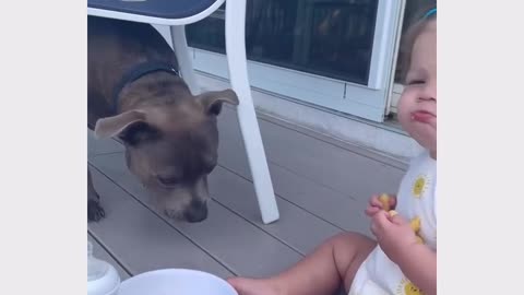 funny dog