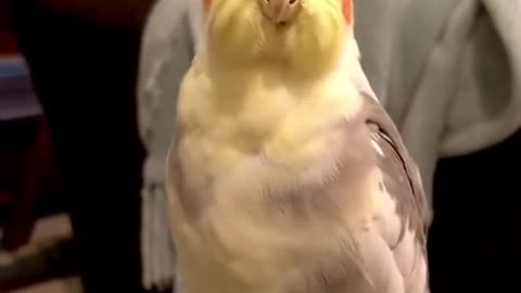 Opera Singing Cockatiel wooooooowwwww