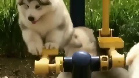 Funny Husky Dog Videos 2022 😁 Funniest Husky Dog Videos 😁😇 Best Funny Husky Videos 2022 😺