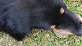 My dog likes tennis balls