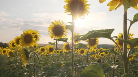 giant sunflower crop