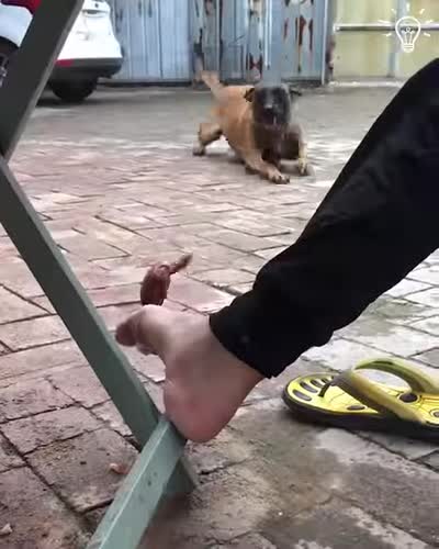 gs have learned trick from their owners