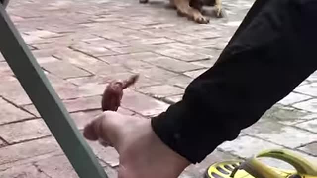 gs have learned trick from their owners