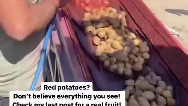 Red potatoes, not really