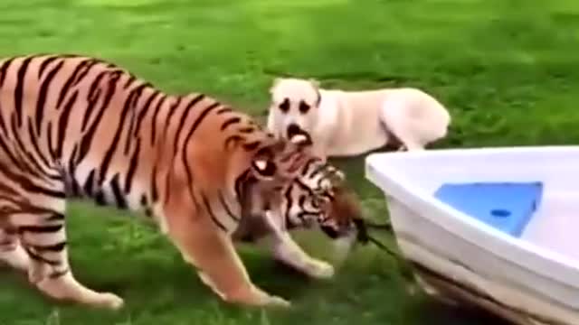 A dog and a tiger