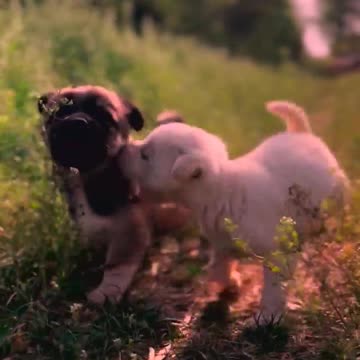 So cute animals #Animals #dog #cat #duck #monkey #adoremonkey #Monkey Animals24