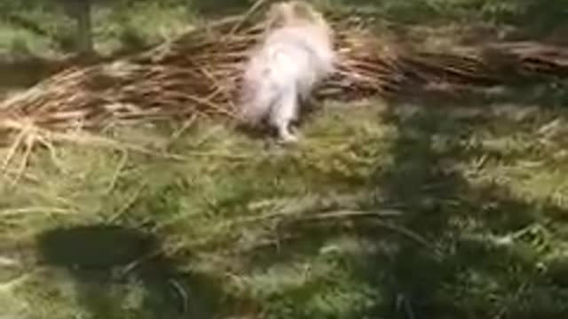 Tarzan dog fighting a palm tree leave