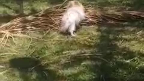 Tarzan dog fighting a palm tree leave