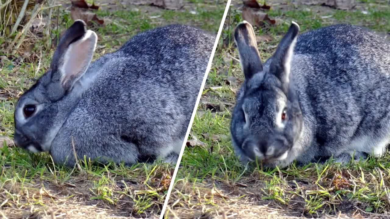 Cute Pet - Bunny