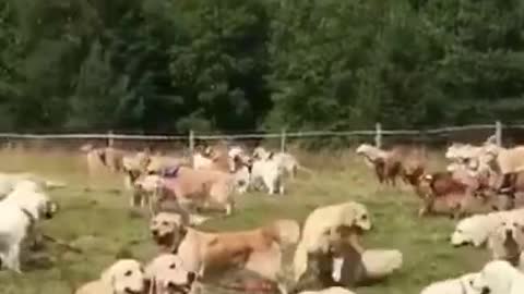 Golden Retriever video 2021