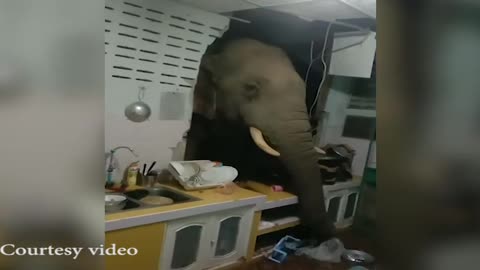 Hungry Elephant Entered Straight in to the Kitchen