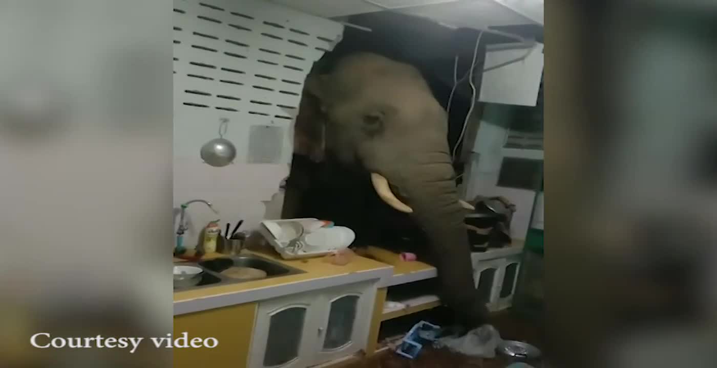 Hungry Elephant Entered Straight in to the Kitchen