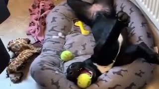 Silly Pitbull lays on bed in the funniest way!