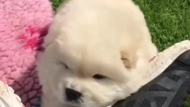 cute puppy
