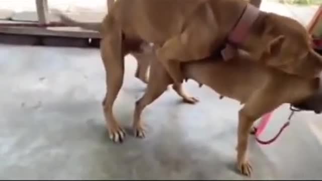 So funny dogs mating 🐕🐕🐕