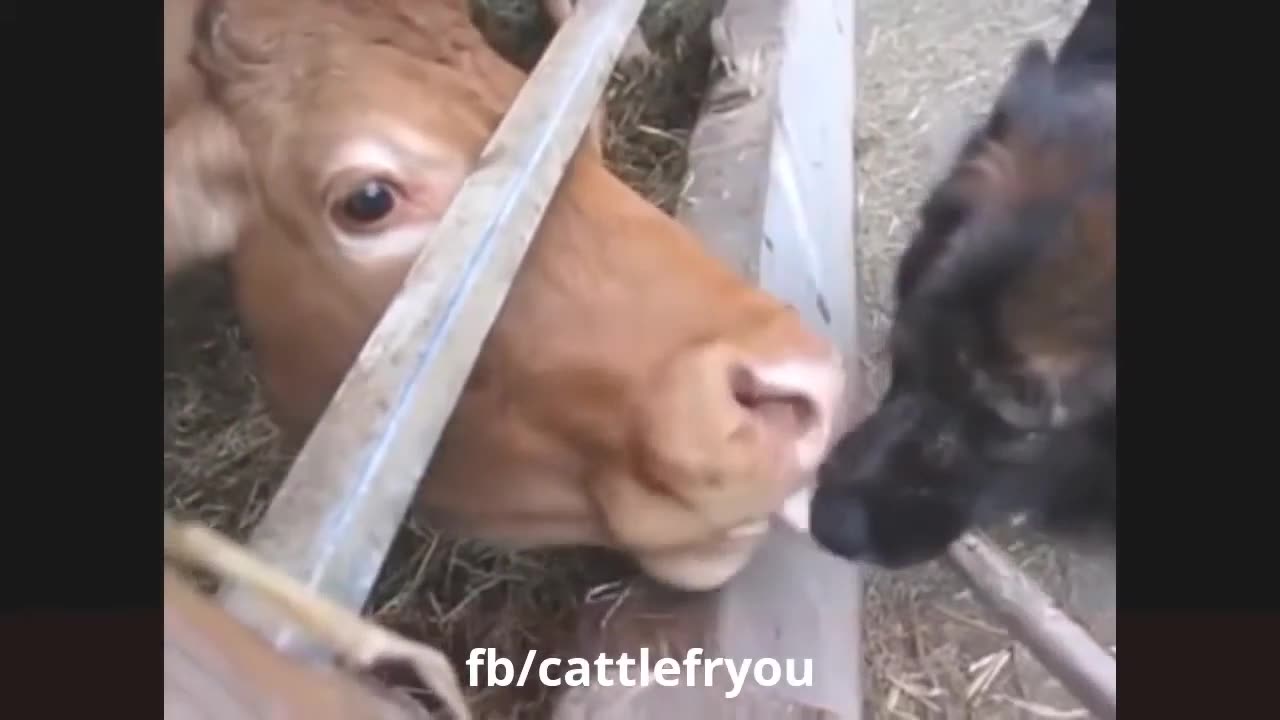 funny animal karma