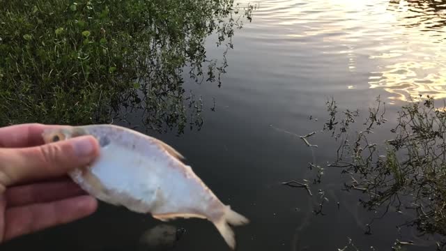 Catfish Like to be Petted!