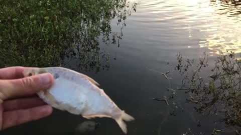 Catfish Like to be Petted!