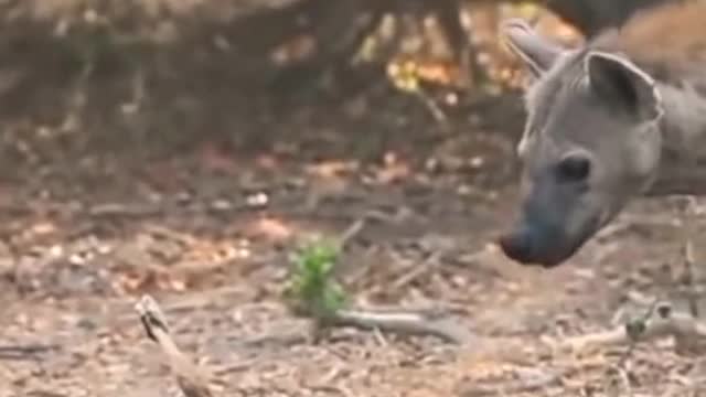 Hyena trying to steals impala from python.