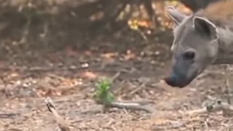 Hyena trying to steals impala from python.