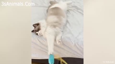 These Cats Are Downright Hilarious! Cat Care Package Videos