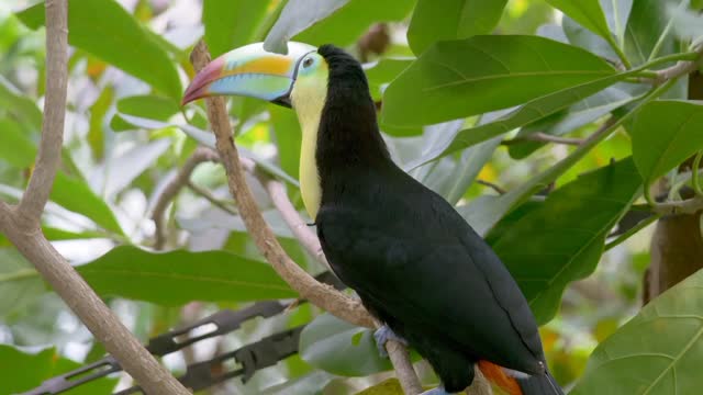 Kaka kawwa feeding