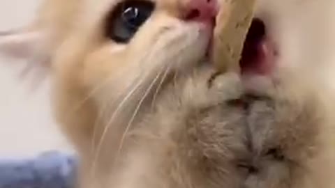 Cute kitten playing