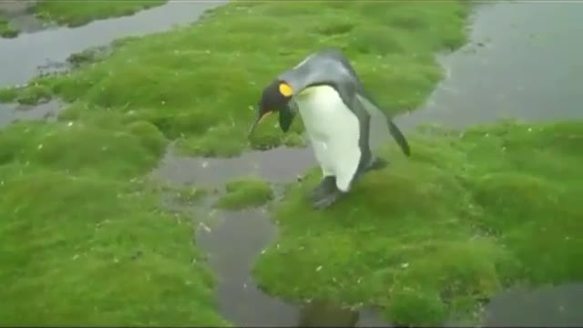 Funny Penguin Moments