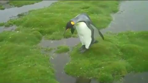 Funny Penguin Moments