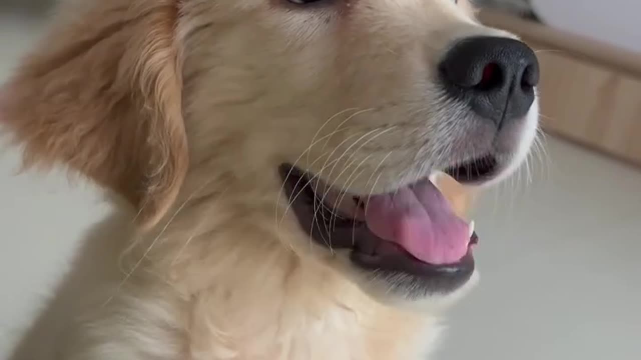 Meet the fluffiest sunshine on four paws!