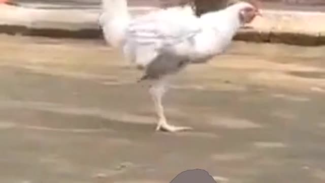 What a funny dance of hen or chicken.