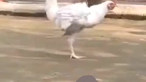 What a funny dance of hen or chicken.