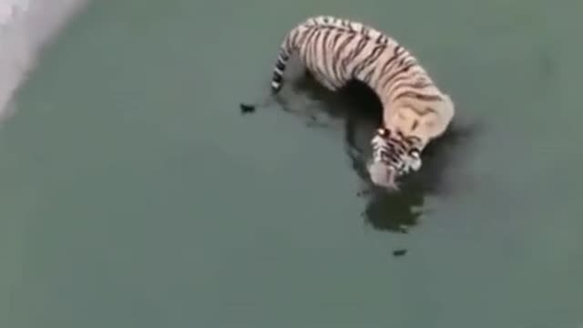 Tiger Duck funny video