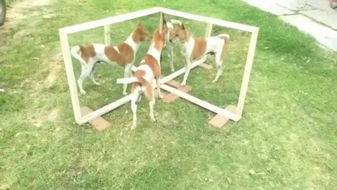 Dog with mirror , funny video ...