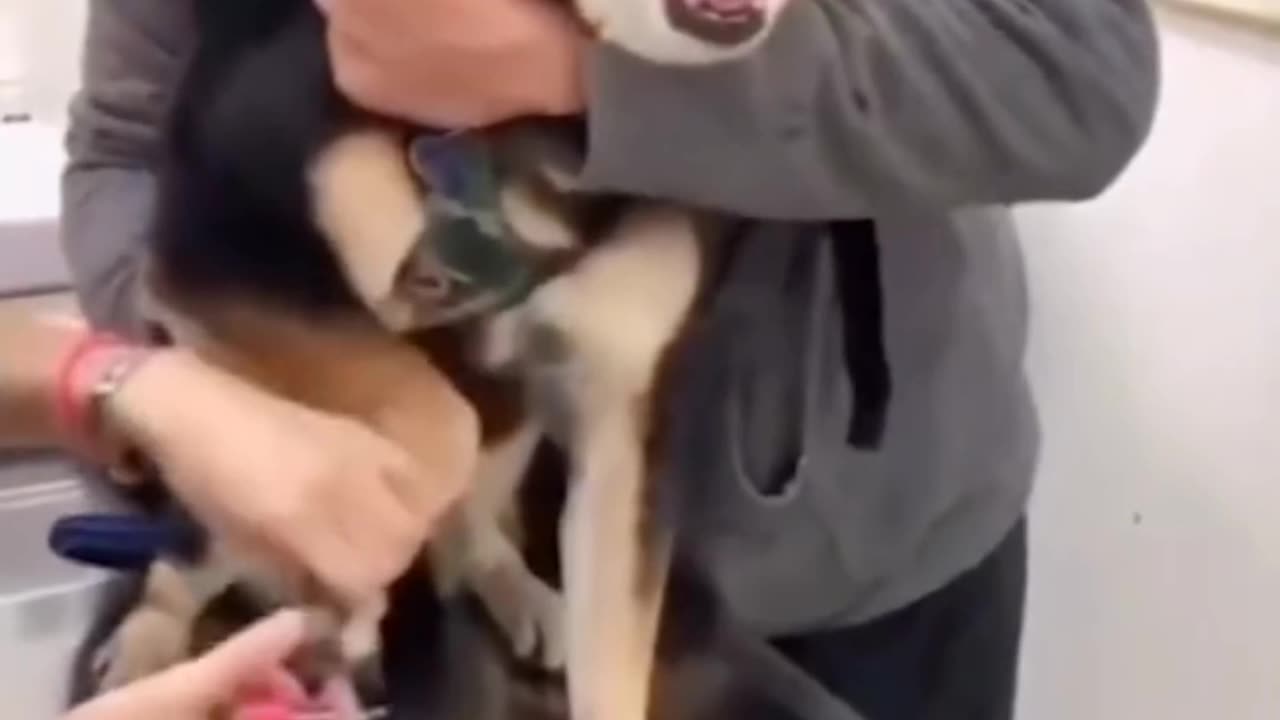 Funny Pet's
