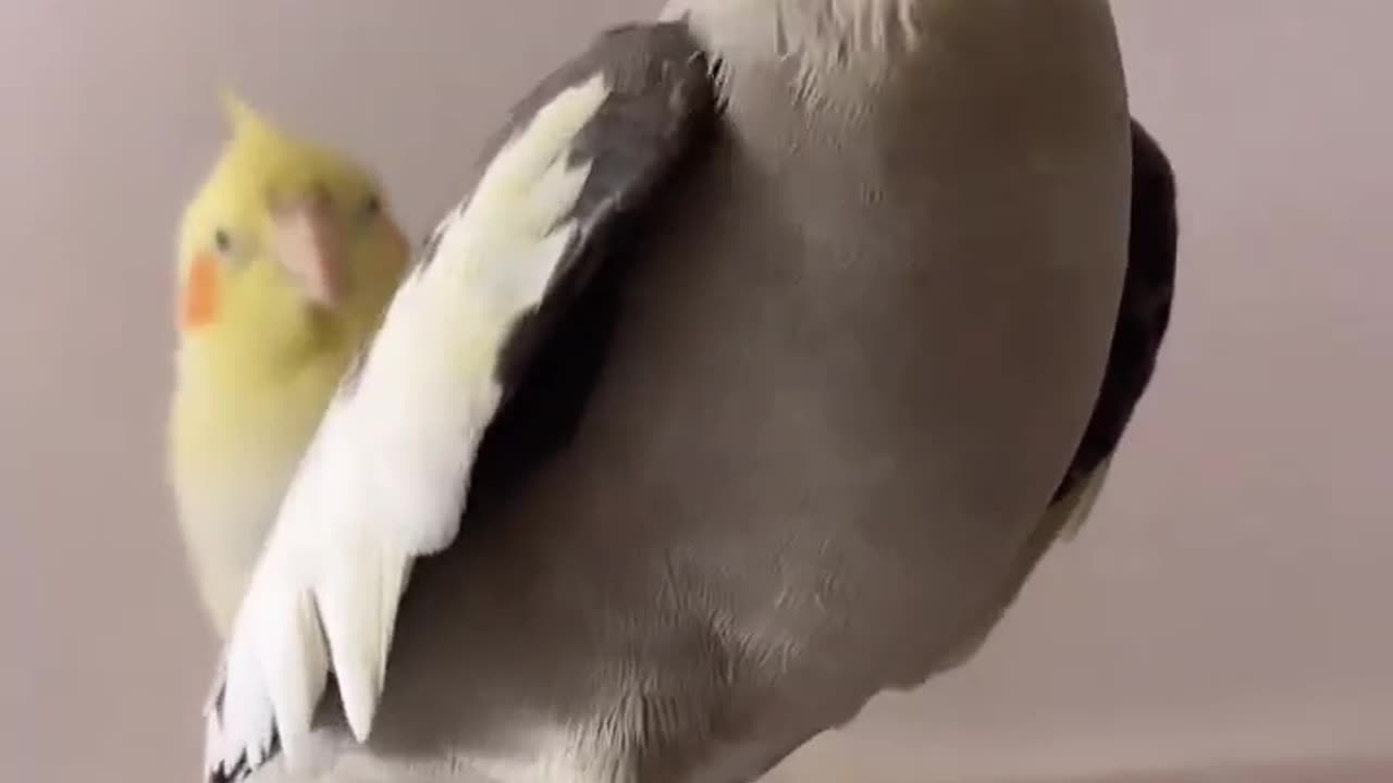 Funny cockatiel macaw parrot bird, love story