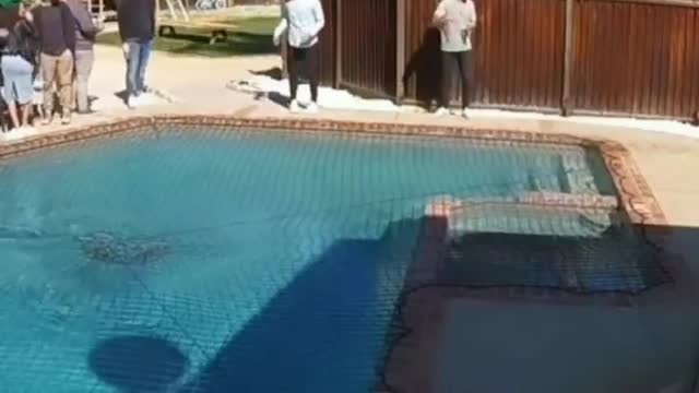 Dog run over the swimming pool everyone is shocked