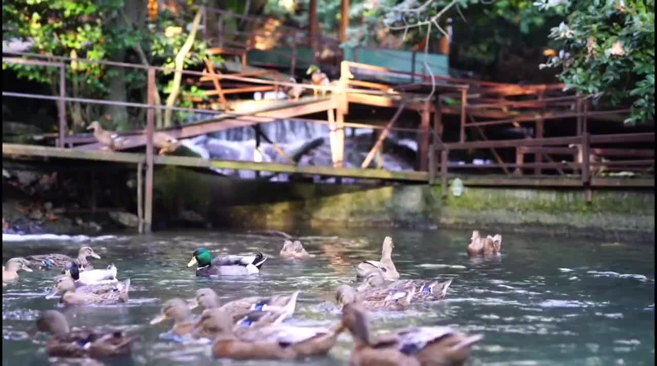 Beautiful Duck Swimming in the Lake #Latest Nature Video Full HD