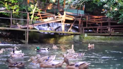 Beautiful Duck Swimming in the Lake #Latest Nature Video Full HD