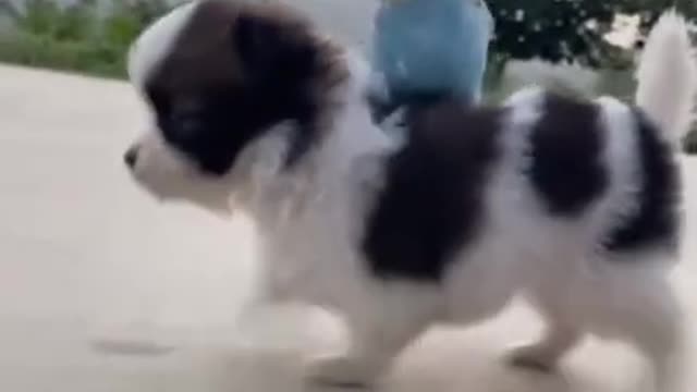 🤣 Funniest Pets - Awesome Funny Pet Animals Videos 😇