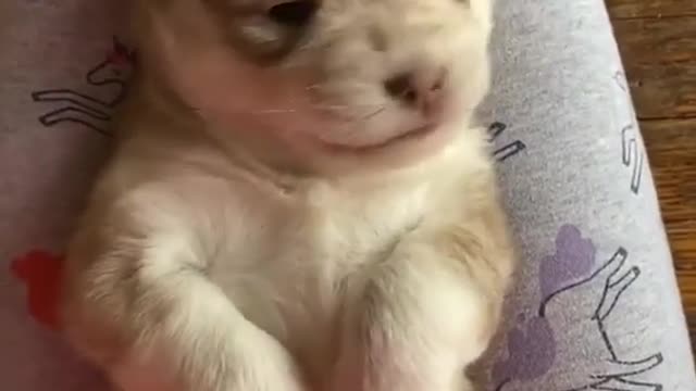 Imposing Puppy Throws The Cutest Temper Tantrum.