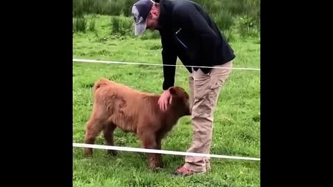 Cute Animals