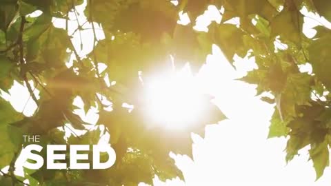 THE SEED