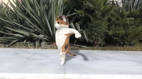 Cat Dancing