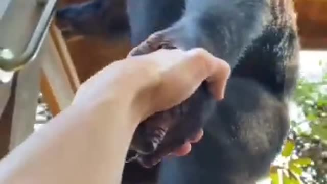 Chimpanzee helps friend in the cutest way possible