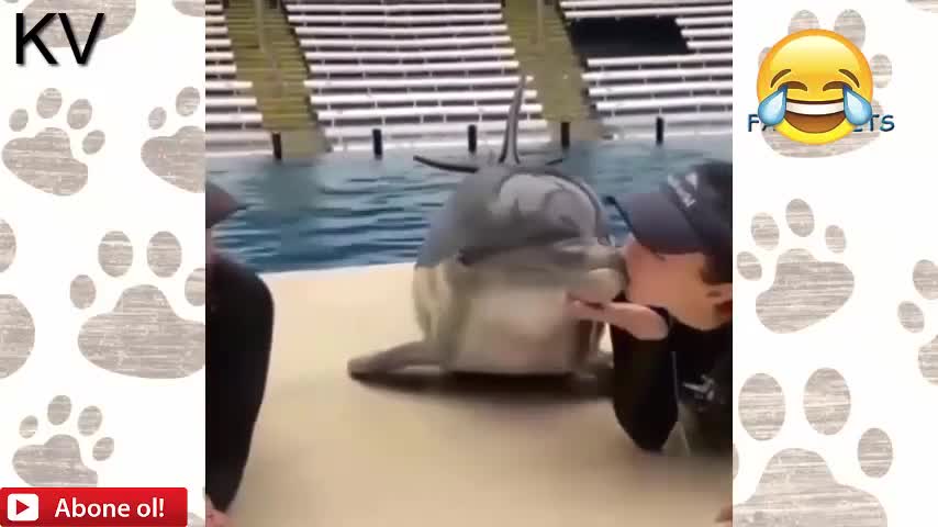 Funny animals and smile