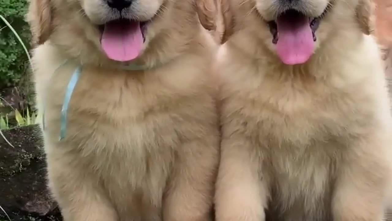 Golden retriever puppies