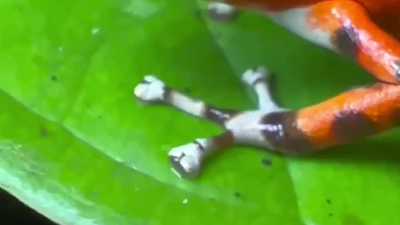 Poison Dart Frog’~The Frogs’ Poison Is In Their Skin Making Them Toxic To Touch The Poison Can Even Be Fatal !