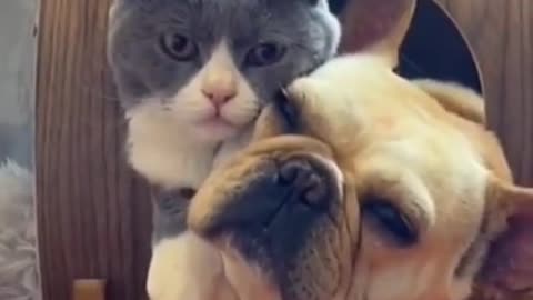 Cat fun with dog....