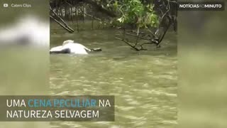 Canibal! Crocodilo é atacado por outro crocodilo na Austrália